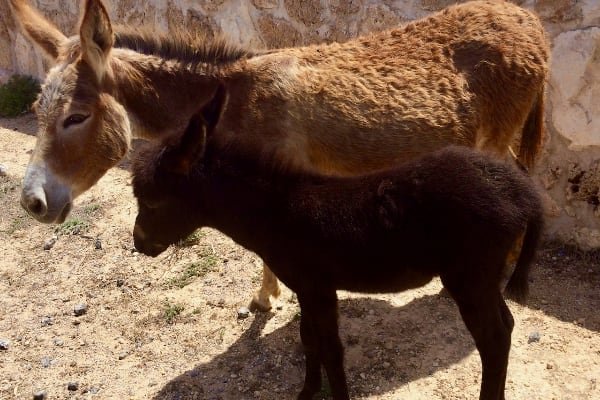 Mother and Baby Donkey - Wild Donkey